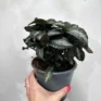 pilea spruceana silver tree 14cm pot