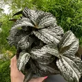 pilea spruceana silver tree 14cm pot