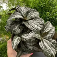pilea spruceana silver tree 14cm pot