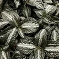 pilea spruceana silver tree 14cm pot