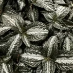 Pilea Spruceana Silver Tree 14cm pot