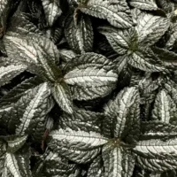 pilea spruceana silver tree 14cm pot