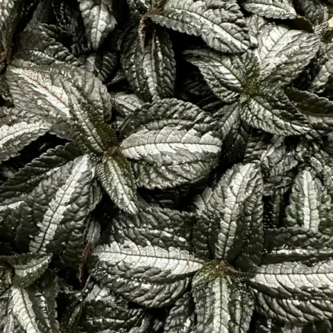 pilea spruceana silver tree 14cm pot
