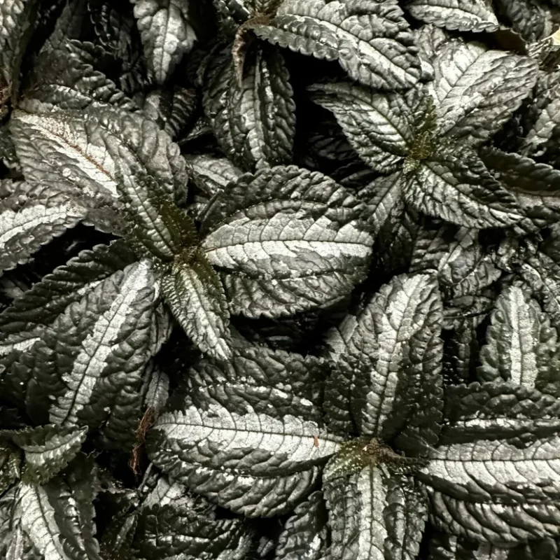 pilea spruceana silver tree 14cm pot