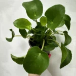 Pilea Peperomoides Chinese Money Plant 11cm pot