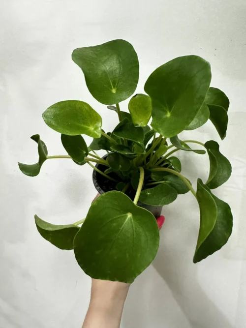 variegated maranta leuconeura kerchoveana prayer plant 12cm pot