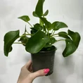 variegated maranta leuconeura kerchoveana prayer plant 12cm pot