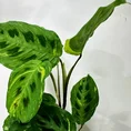 variegated maranta leuconeura kerchoveana prayer plant 12cm pot