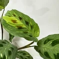 variegated maranta leuconeura kerchoveana prayer plant 12cm pot