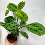 Variegated Maranta Leuconeura Kerchoveana Prayer Plant 12cm pot