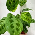 variegated maranta leuconeura kerchoveana prayer plant 12cm pot