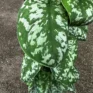scindapsus pictus trebie satin pothos 24cm pot 110cm height