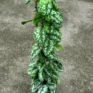 scindapsus pictus trebie satin pothos 24cm pot 110cm height