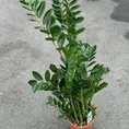 zamioculcas zamiifolia emerald palm zz 21cm pot 110cm