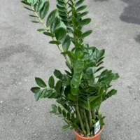 zamioculcas zamiifolia emerald palm zz 21cm pot 110cm