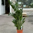 zamioculcas zamiifolia emerald palm zz 21cm pot 110cm