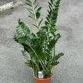 zamioculcas zamiifolia emerald palm zz 21cm pot 110cm