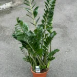 Zamioculcas Zamiifolia Emerald Palm ZZ 21cm pot 110cm