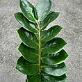 zamioculcas zamiifolia emerald palm zz 21cm pot 110cm