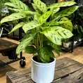 classic ceramic white planter 12cm
