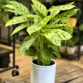 classic ceramic white planter 12cm