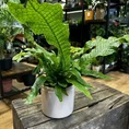 classic ceramic white planter 12cm