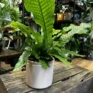 classic ceramic white planter 12cm