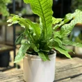 classic ceramic white planter 12cm
