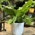 classic ceramic white planter 12cm