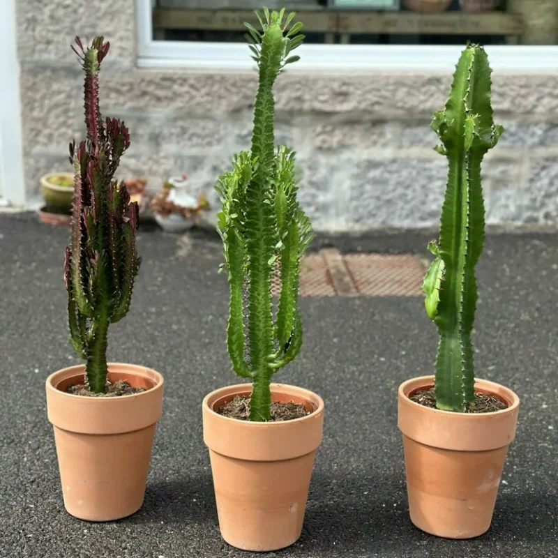 chlorophythum vittatum spider plant 21cm pot chlorophythum vittatum spider plant 21cm pot