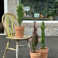 chlorophythum vittatum spider plant 21cm pot