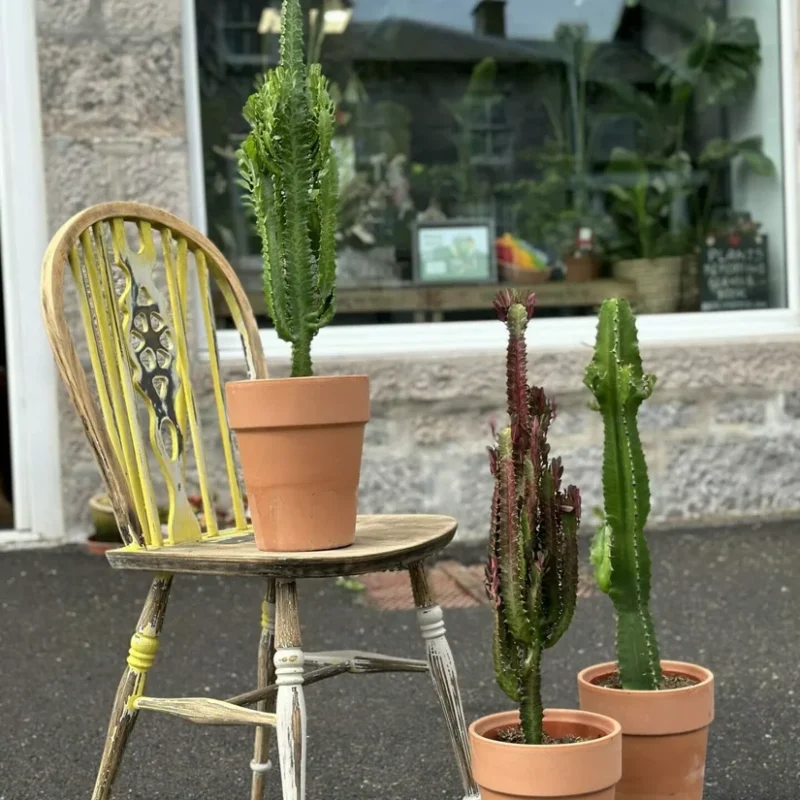 chlorophythum vittatum spider plant 21cm pot chlorophythum vittatum spider plant 21cm pot