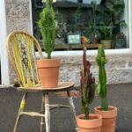 Large Euphorbia African Milk Tree Cactus 18cm pot
