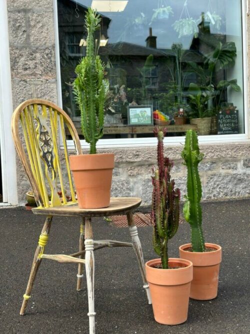 three Large Euphorbia Trigona African Milk Tree Cactus in terracotta pots. all outside in front of main shop window, one on a chair