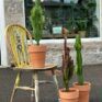 three Large Euphorbia Trigona African Milk Tree Cactus in terracotta pots. all outside in front of main shop window, one on a chair