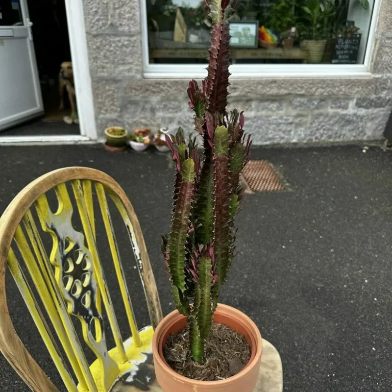 chlorophythum vittatum spider plant 21cm pot chlorophythum vittatum spider plant 21cm pot