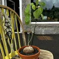 chlorophythum vittatum spider plant 21cm pot
