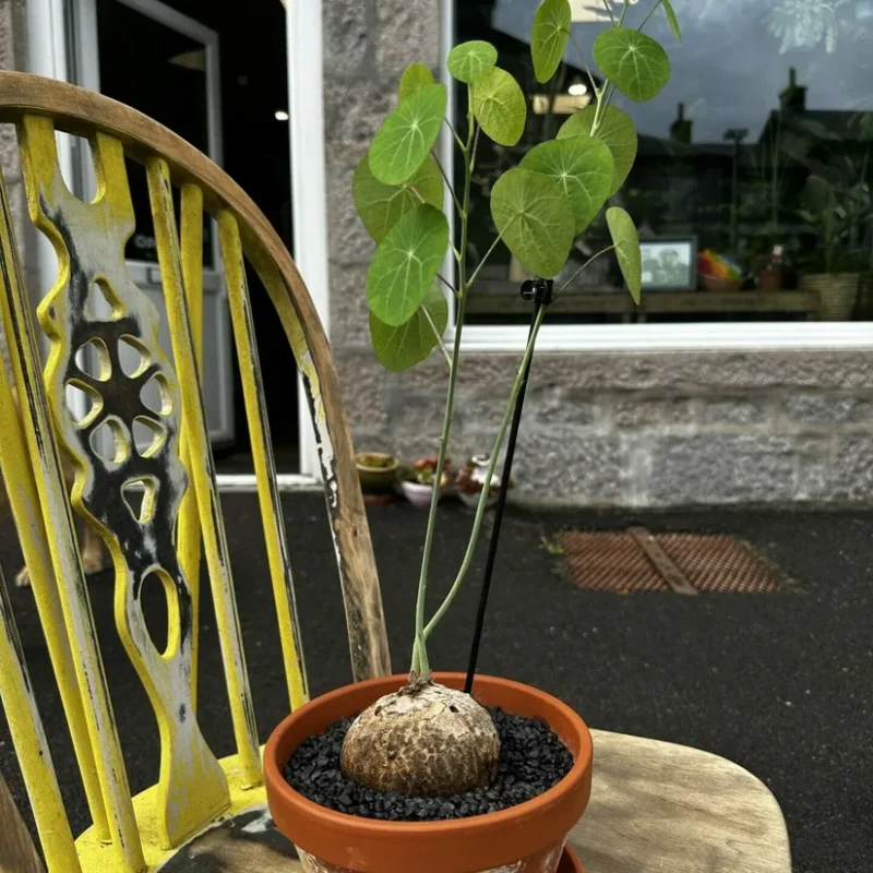 chlorophythum vittatum spider plant 21cm pot chlorophythum vittatum spider plant 21cm pot