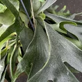 chlorophythum vittatum spider plant 21cm pot