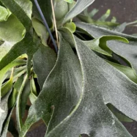 chlorophythum vittatum spider plant 21cm pot