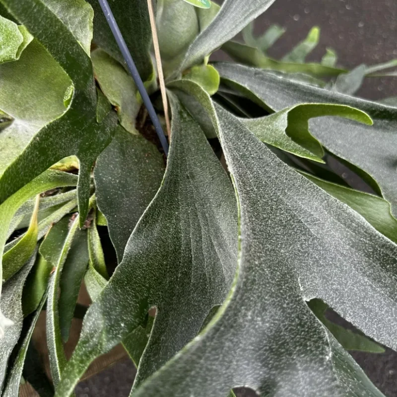 chlorophythum vittatum spider plant 21cm pot chlorophythum vittatum spider plant 21cm pot