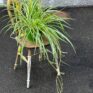 chlorophythum vittatum spider plant 21cm pot