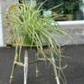 chlorophythum vittatum spider plant 21cm pot