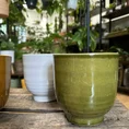 chlorophythum vittatum spider plant 21cm pot