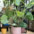 chlorophythum vittatum spider plant 21cm pot