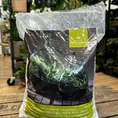 fittonia nerve plant 8.5cm pot