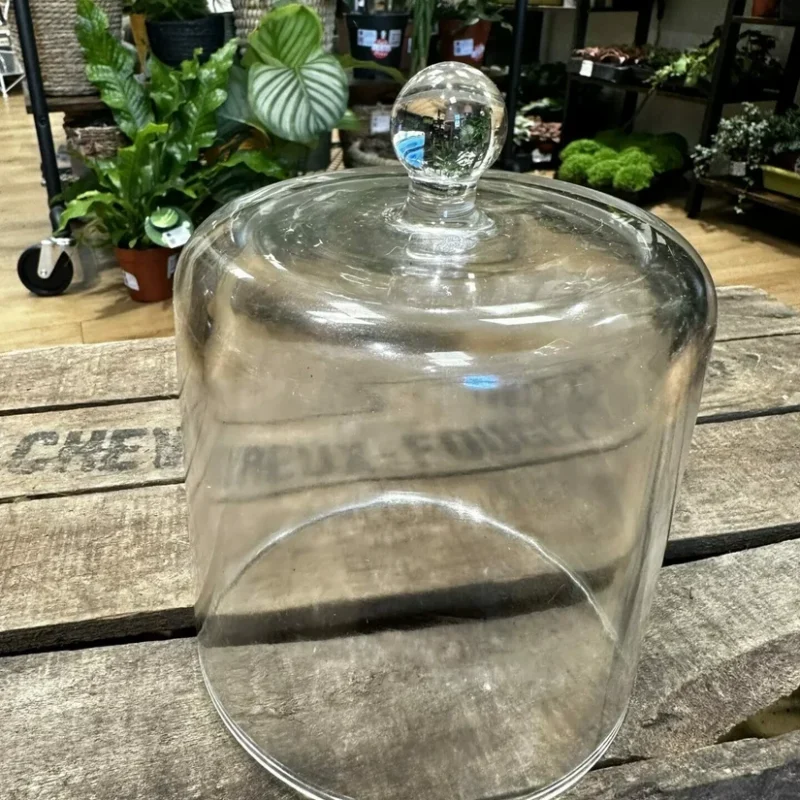 fittonia nerve plant 8.5cm pot fittonia nerve plant 8.5cm pot