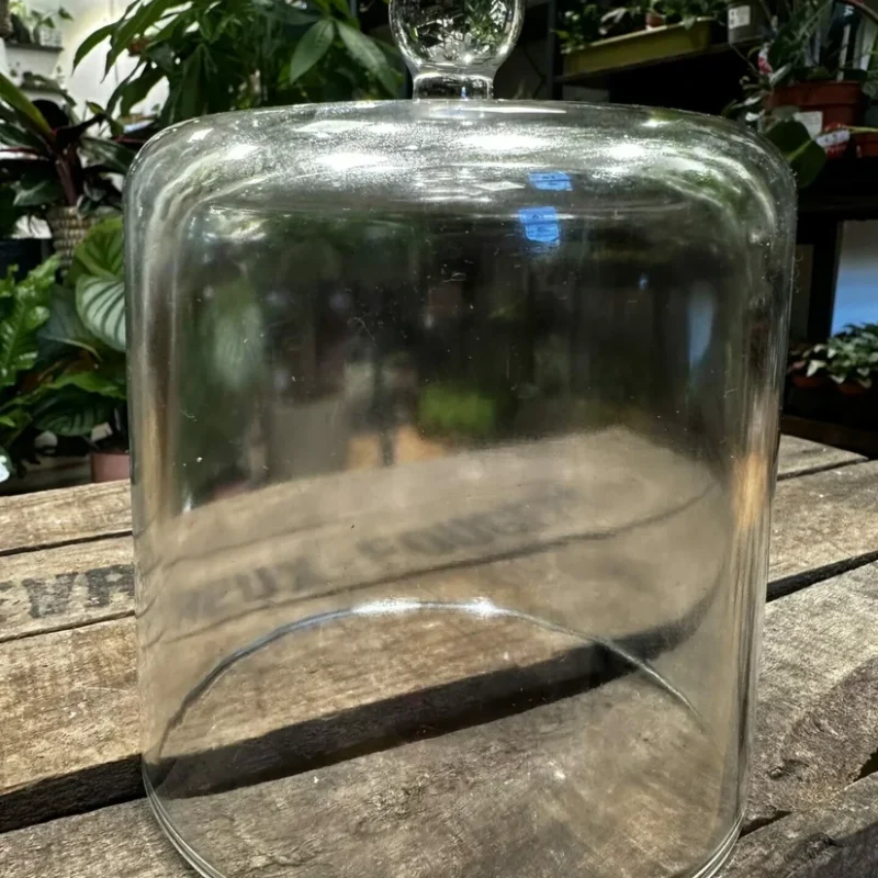 fittonia nerve plant 8.5cm pot fittonia nerve plant 8.5cm pot