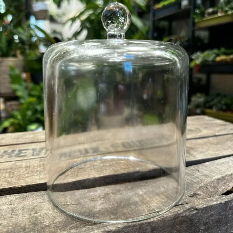 fittonia nerve plant 8.5cm pot fittonia nerve plant 8.5cm pot