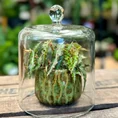 fittonia nerve plant 8.5cm pot